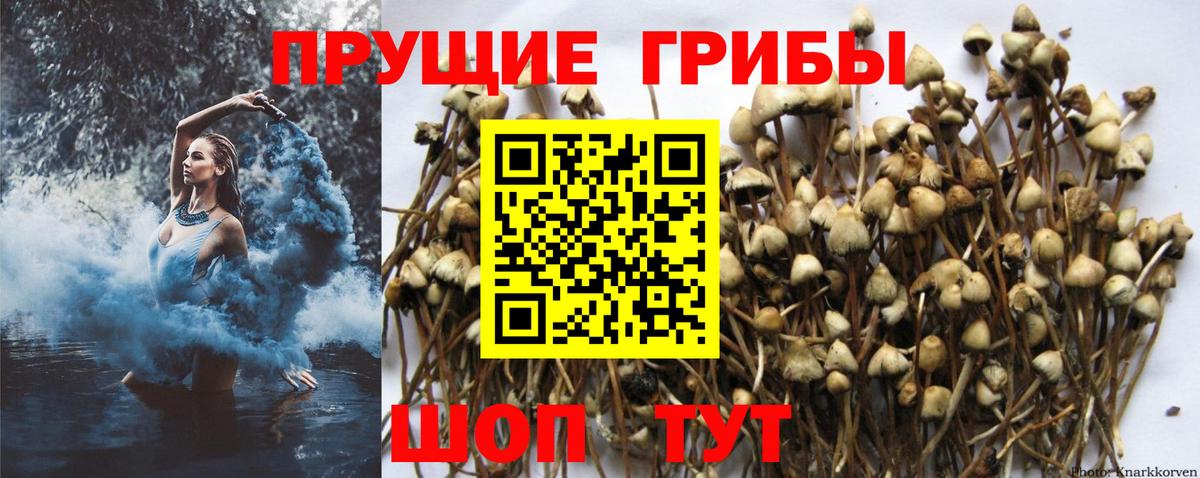 Галлюциногенные грибы мицелий  Вход с VPN  Шали 